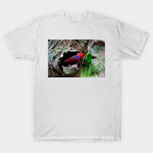 Pair Of Eclectus At The Nest T-Shirt